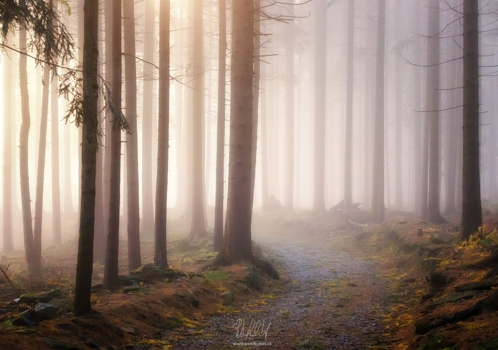 Cesta mlžným lesem