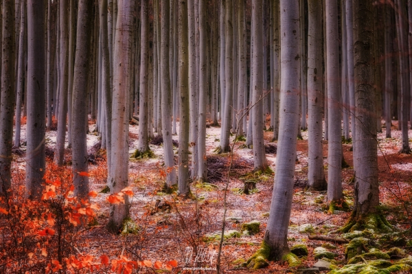 Cestou na Kleť