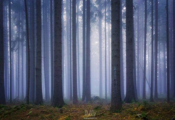 Modrý les